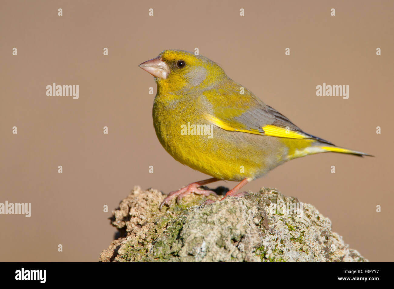 European Greenfinch, Perched on a rock, Campania, Italy (Carduelis chloris) Stock Photo