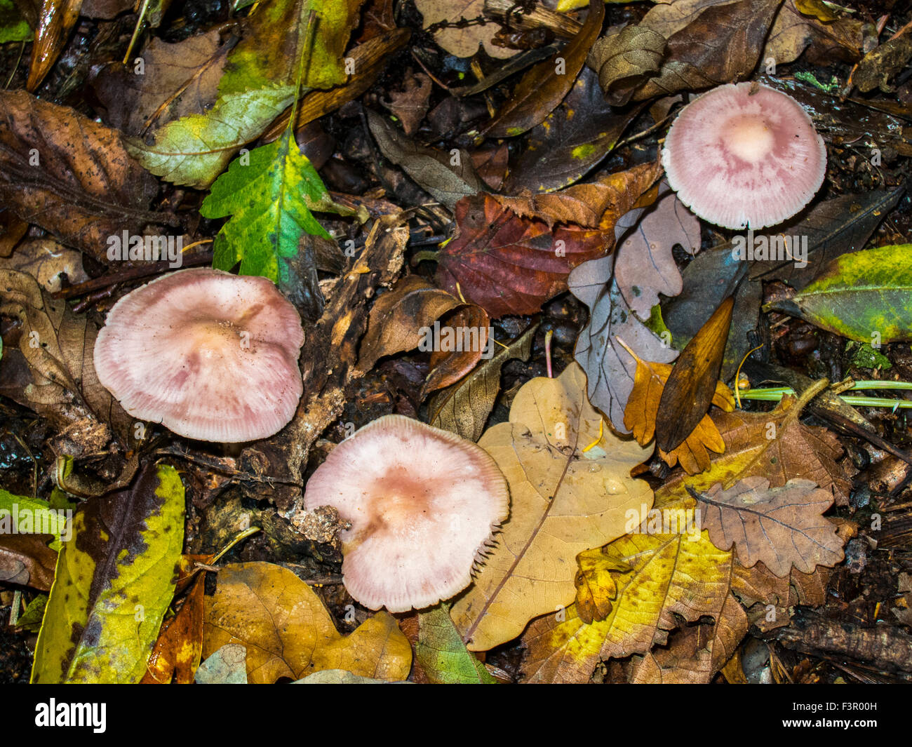 Lilac Bonnet Fungi, Mycena pura, Mycenaceae. A Common Woodland Fungus grown in Briton in a damp cold forest Stock Photo