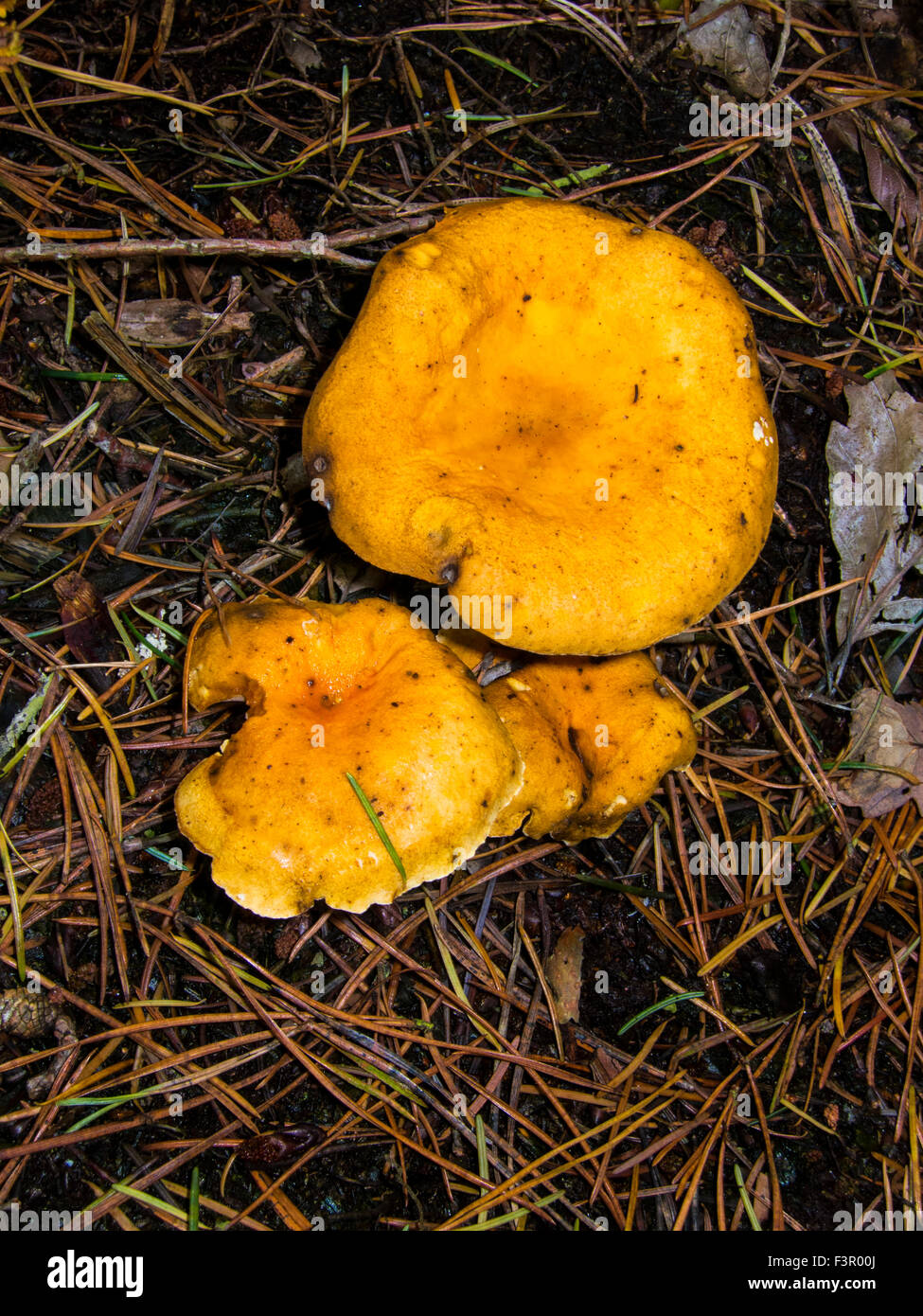 Fungus grown in Briton in damp cold forest Stock Photo