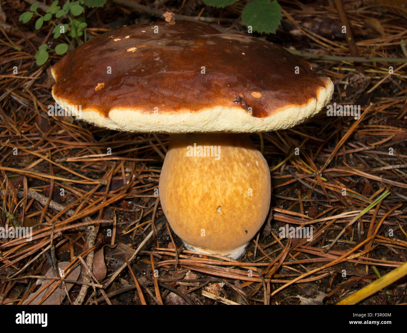 Fungus grown in Briton in damp cold forest Stock Photo