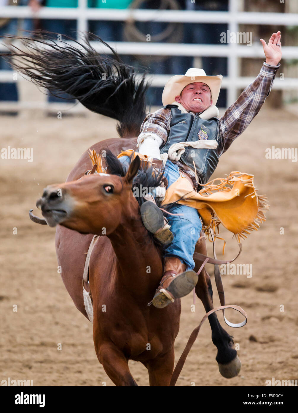Rodeo Horse Rider Buck the ride hi-res stock photography and images - Alamy