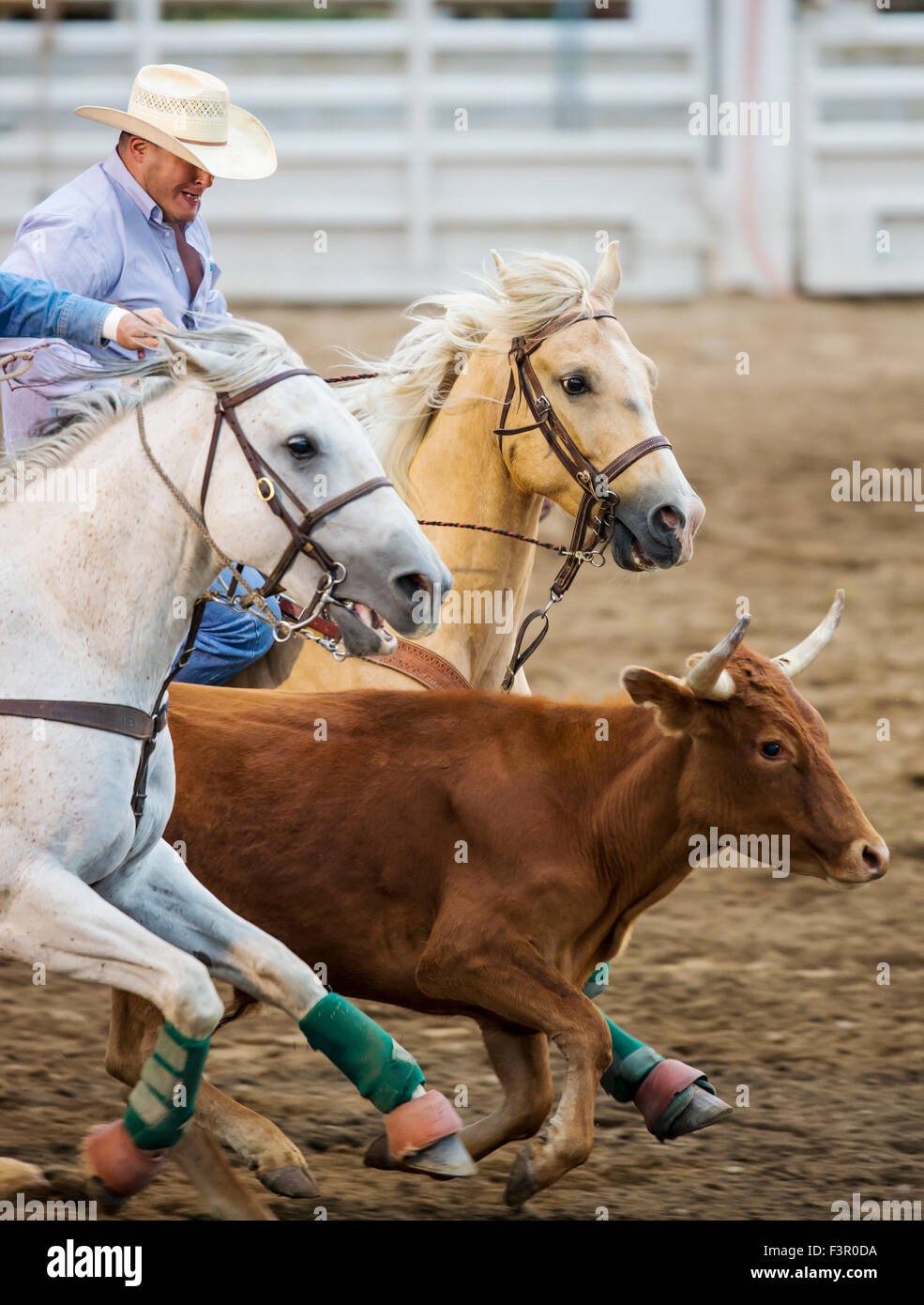 Cowhead Rodeo Rodeo cowboys on horseback competing in steer wrestling event, Chaffee ...