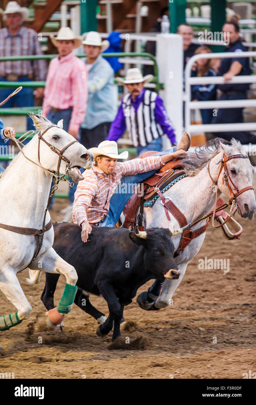 Rodeo cowboys on horseback competing in steer wrestling event, Chaffee ...