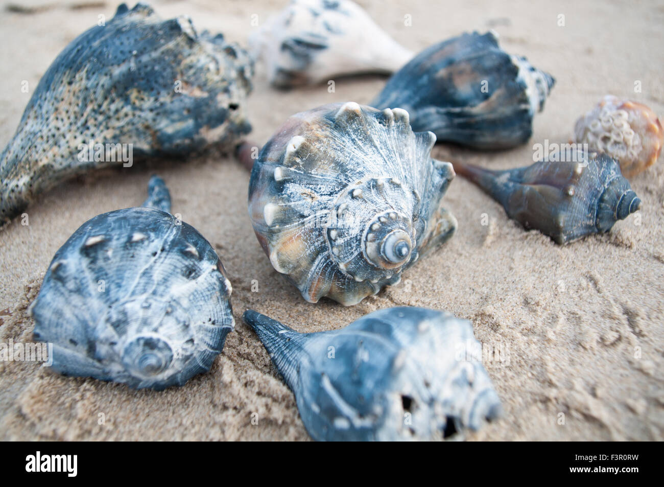 sea shells gathered on the beach Stock Photo - Alamy