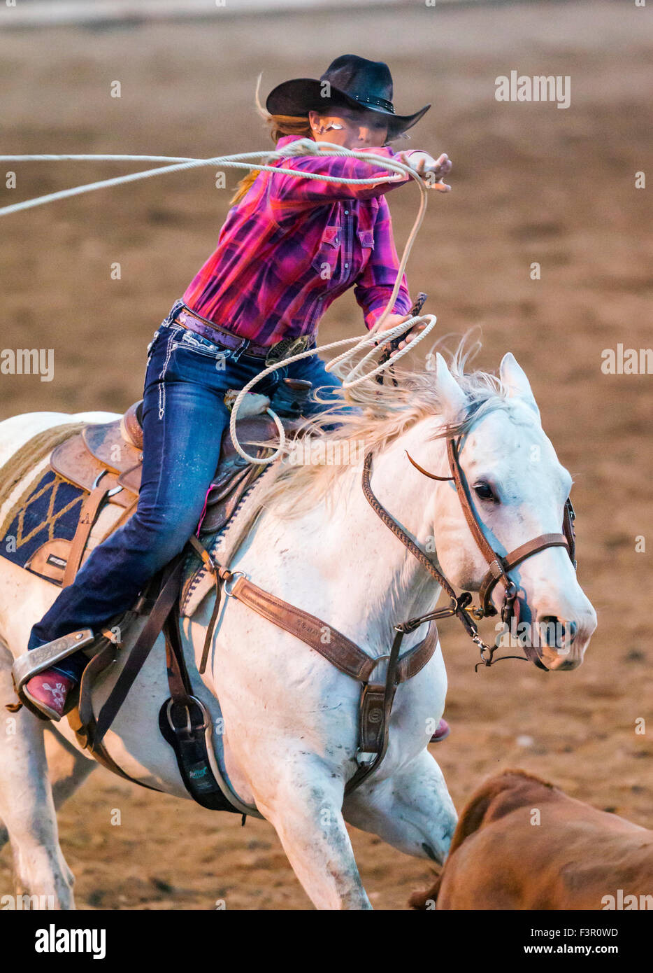 Female rider holding horse hi-res stock photography and images - Alamy