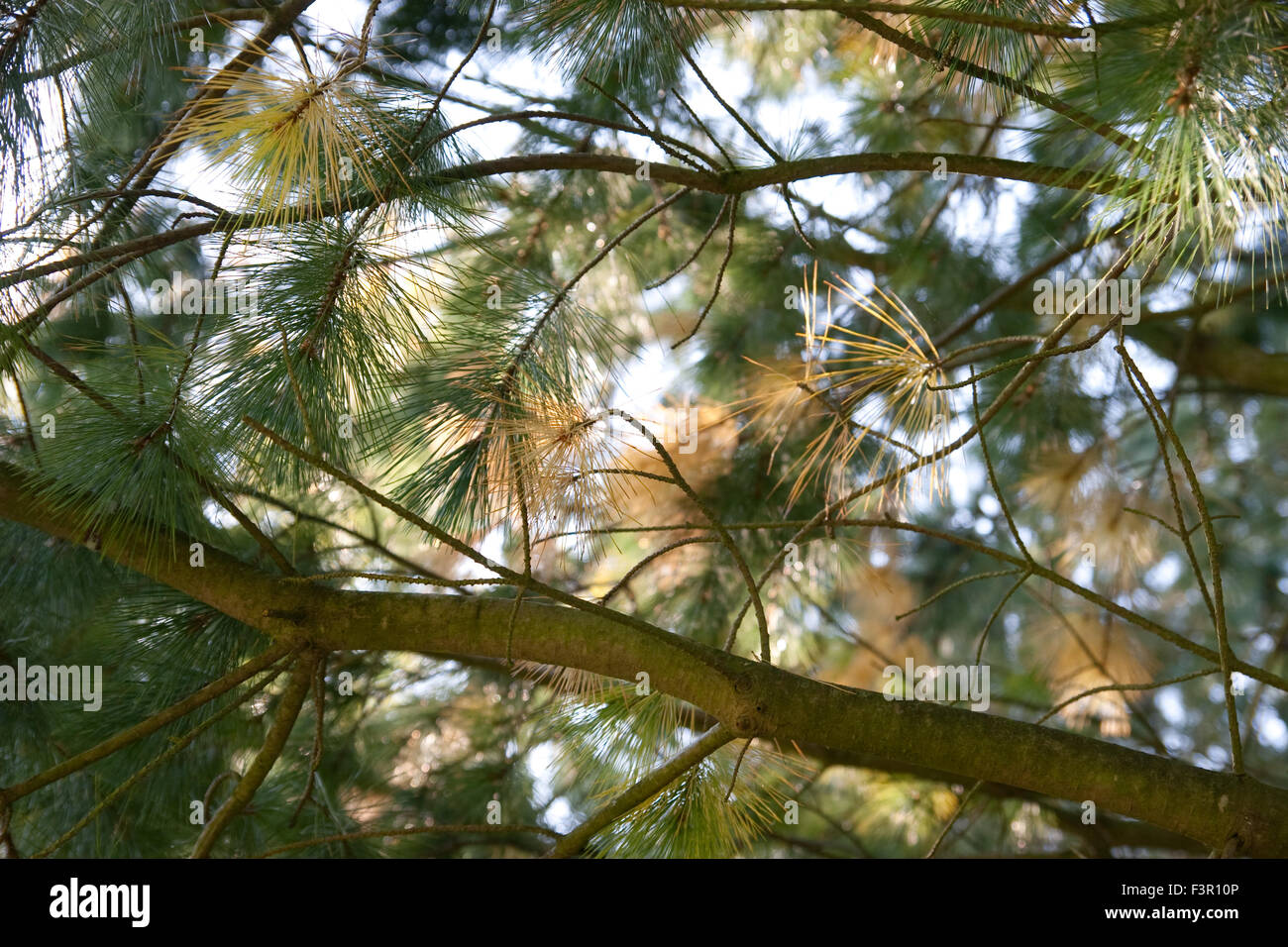 Pinus strobus tree Stock Photo