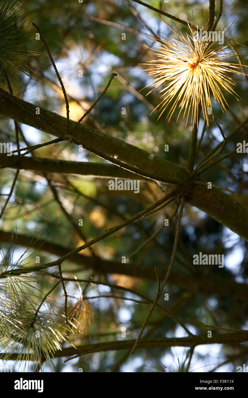 Pinus strobus tree Stock Photo