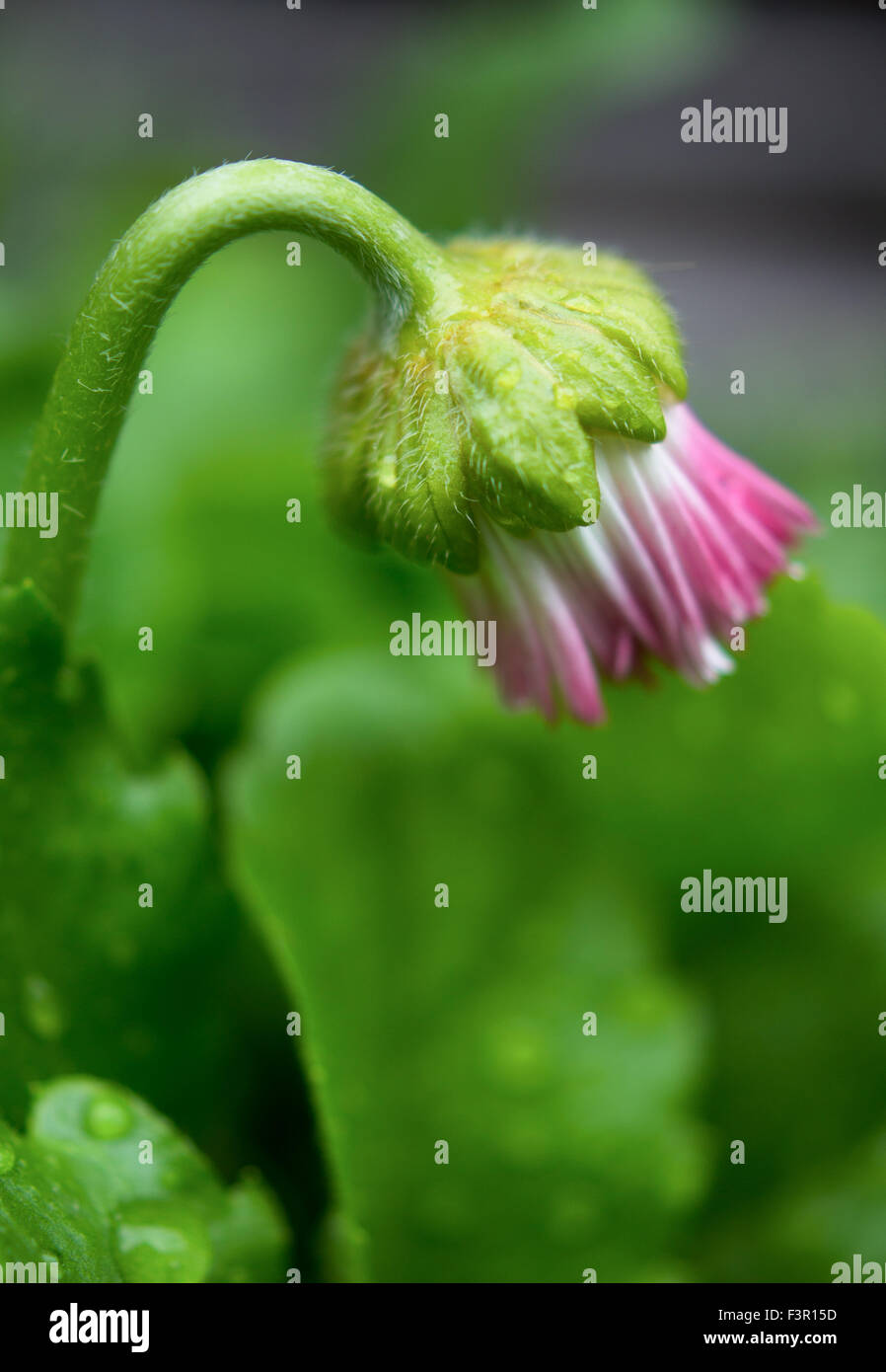 Garden daisy with dew in the garden Stock Photo - Alamy