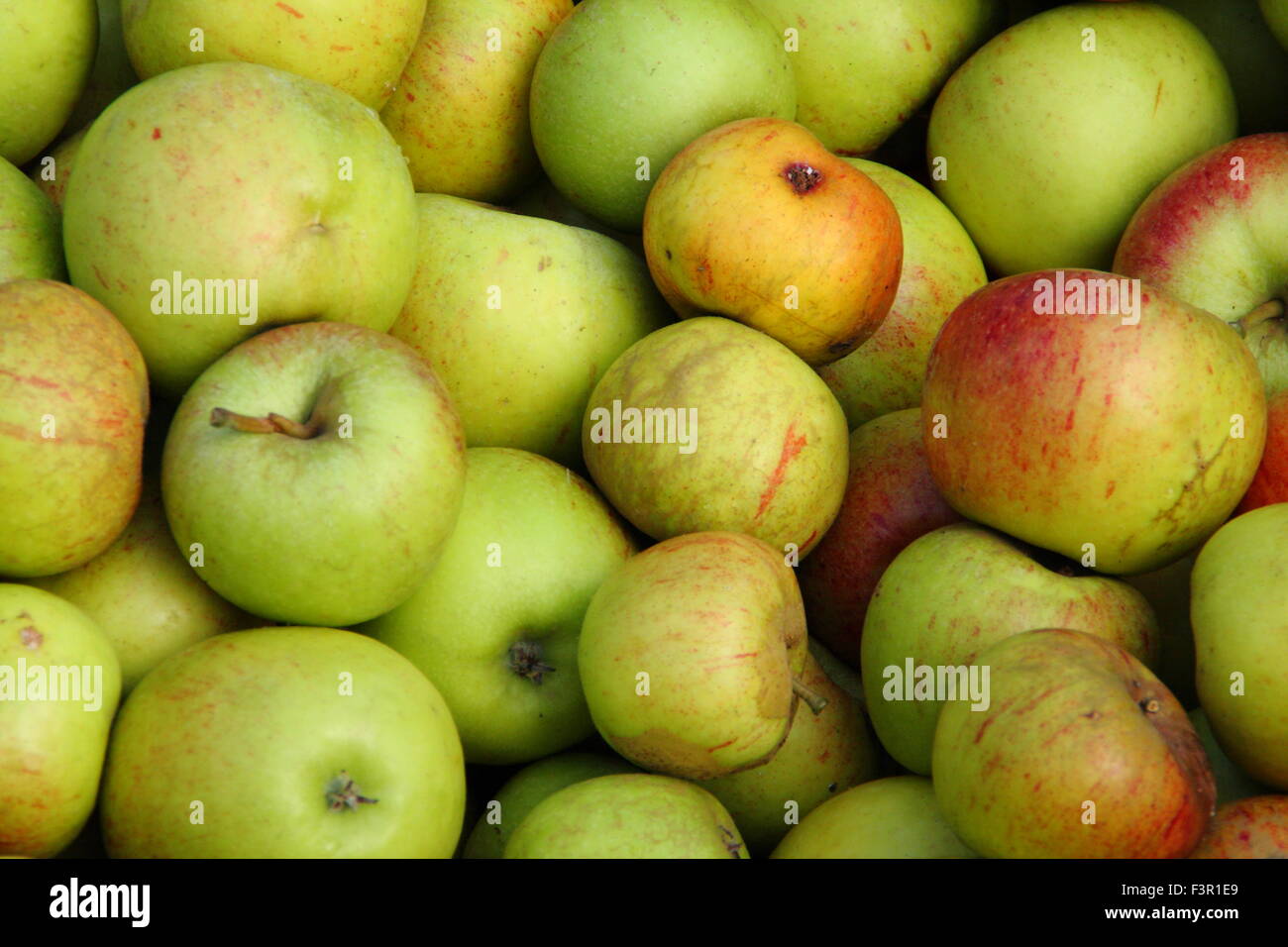 English apples, harvested from gardens are gathered for pressing at an Apple Day festival at Sheffield, Yorkshire, UK - October Stock Photo