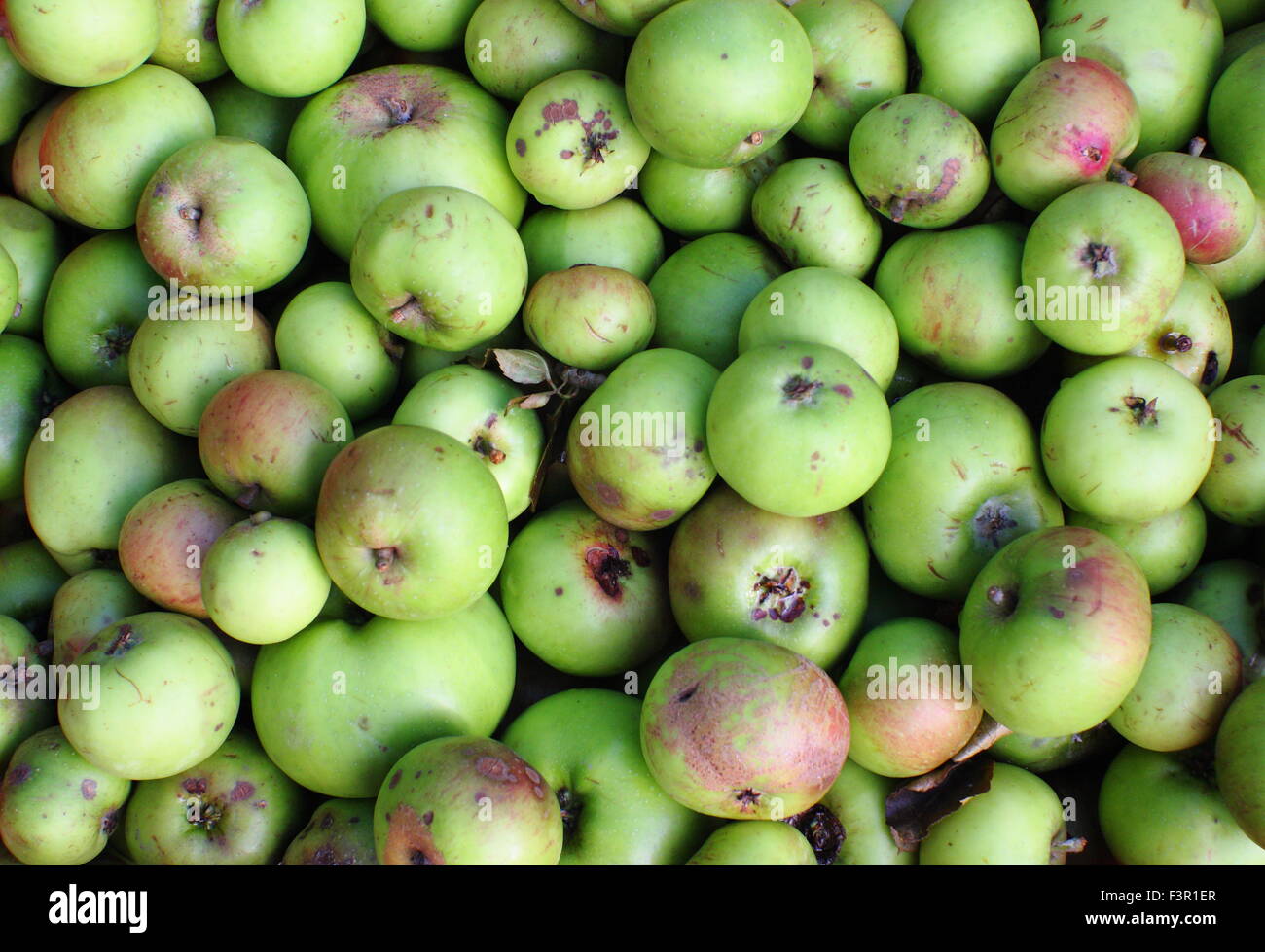 English apples, harvested from gardens are gathered for pressing at an Apple Day festival at Sheffield, Yorkshire, UK - October Stock Photo