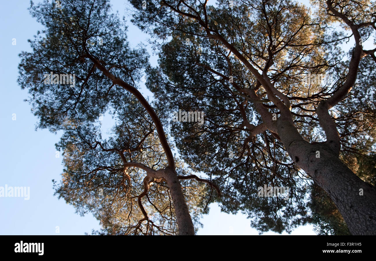 Scots pine trees, pinus sylvestris looking up to the canopy Stock Photo