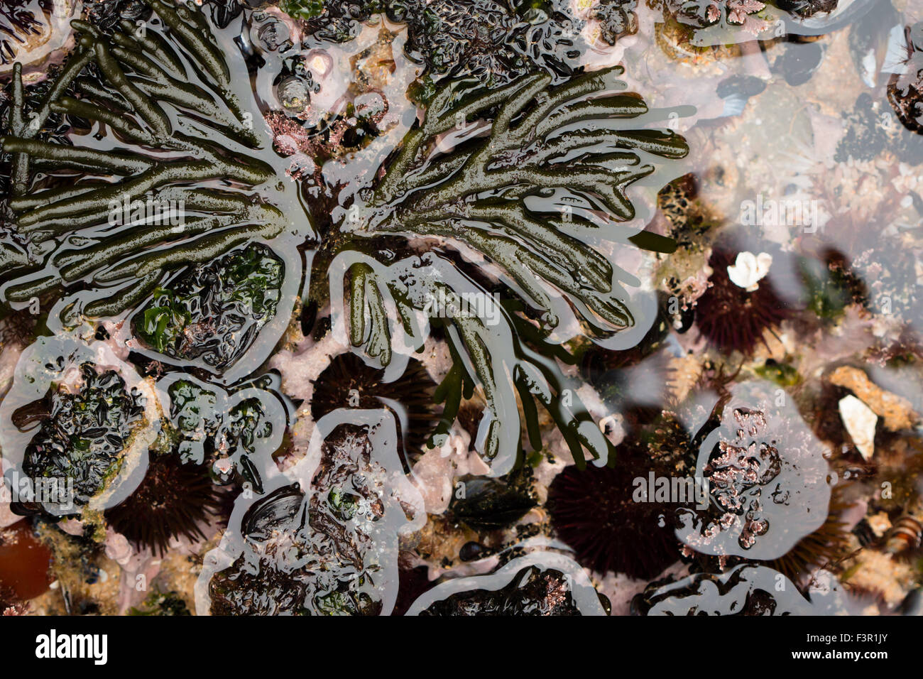 Tree-like green algae surrounded by typical tidal fauna and flora Stock Photo