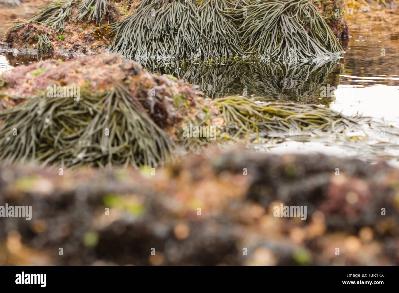 Seaweed in low tide Stock Photo
