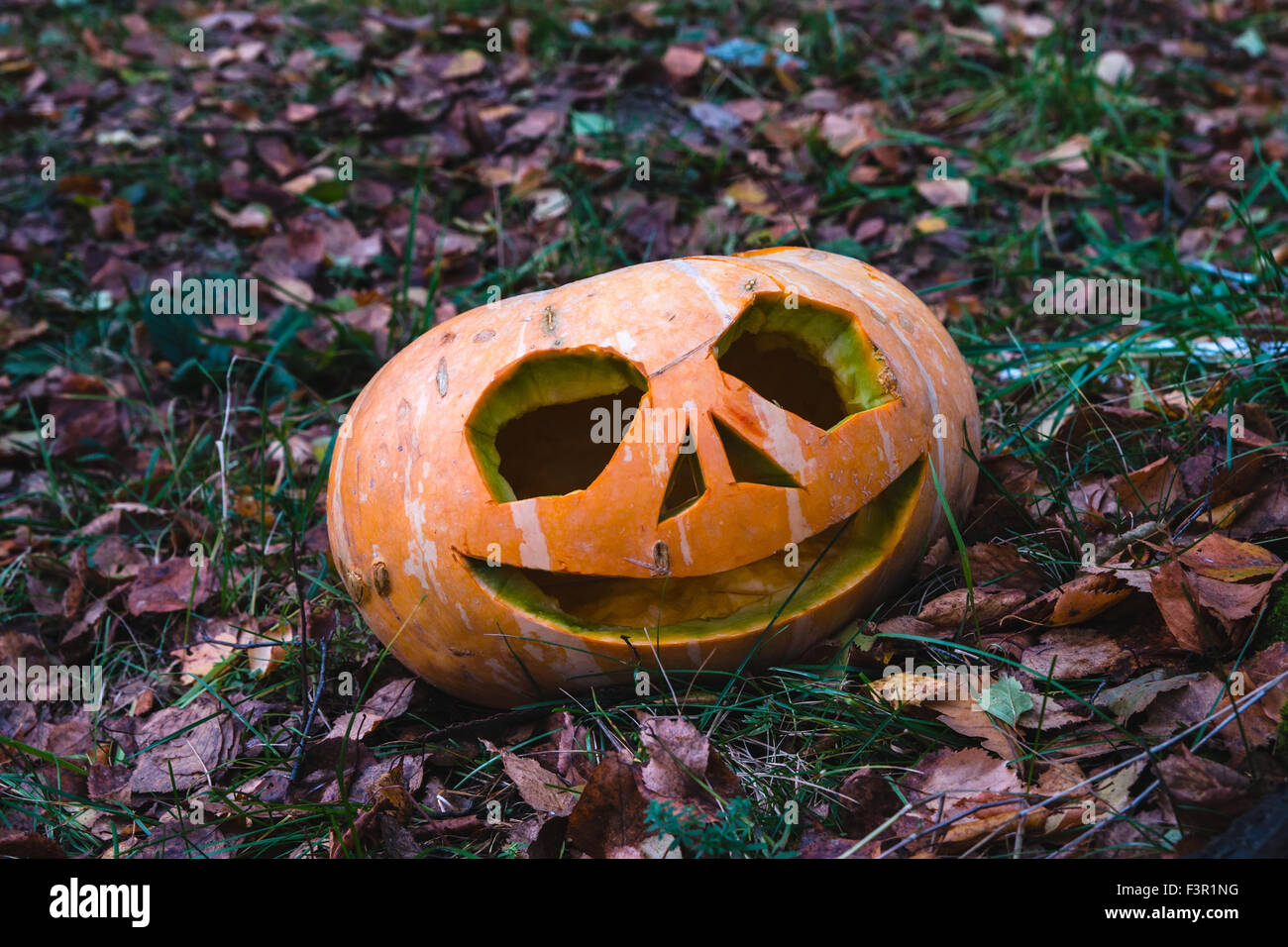 Pumpkins for Halloween Stock Photo - Alamy