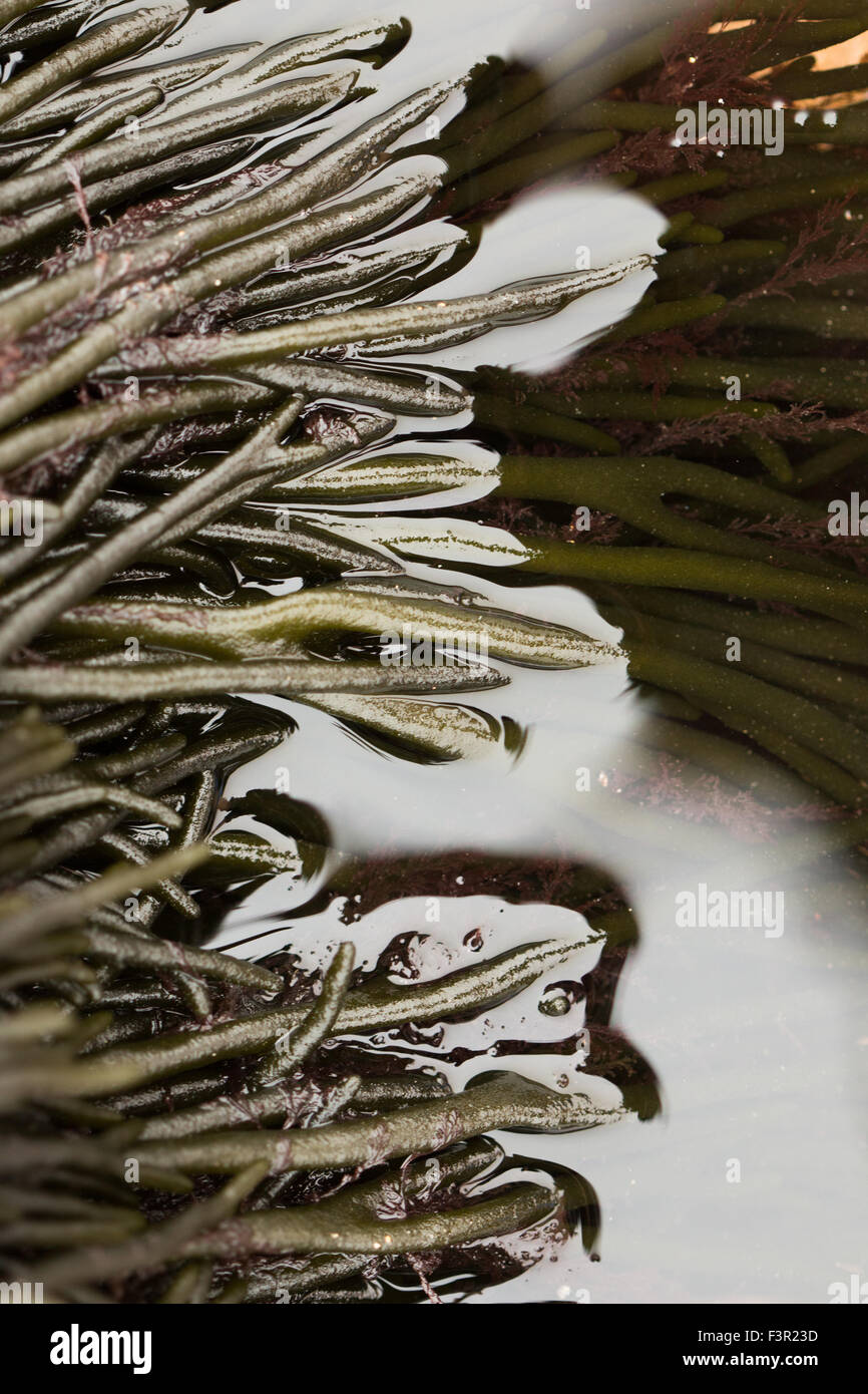Green algae above and under water Stock Photo