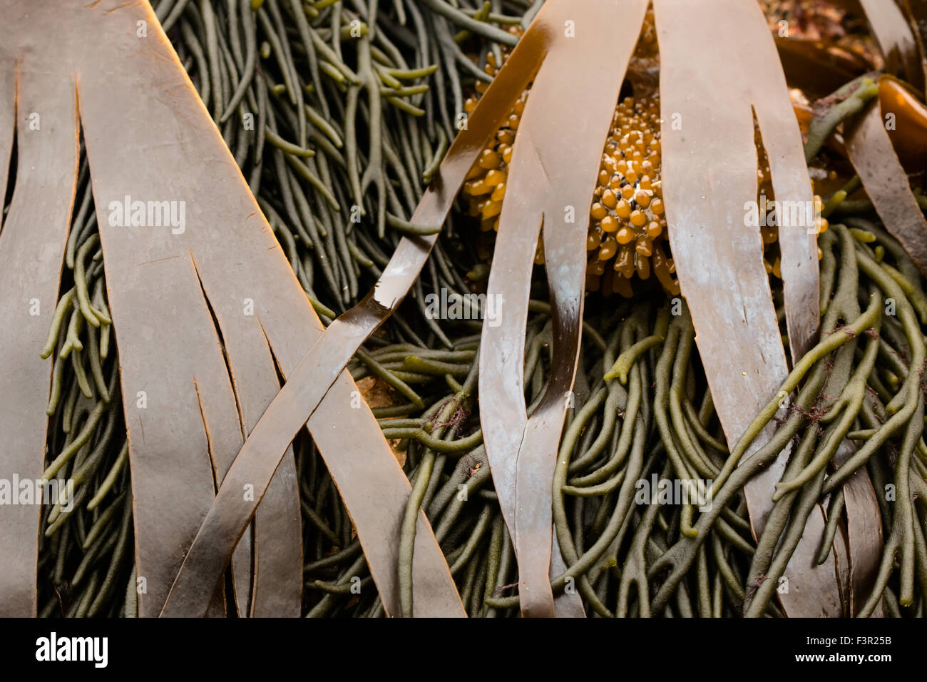 Entangled brown and green seaweed with holdfast Stock Photo