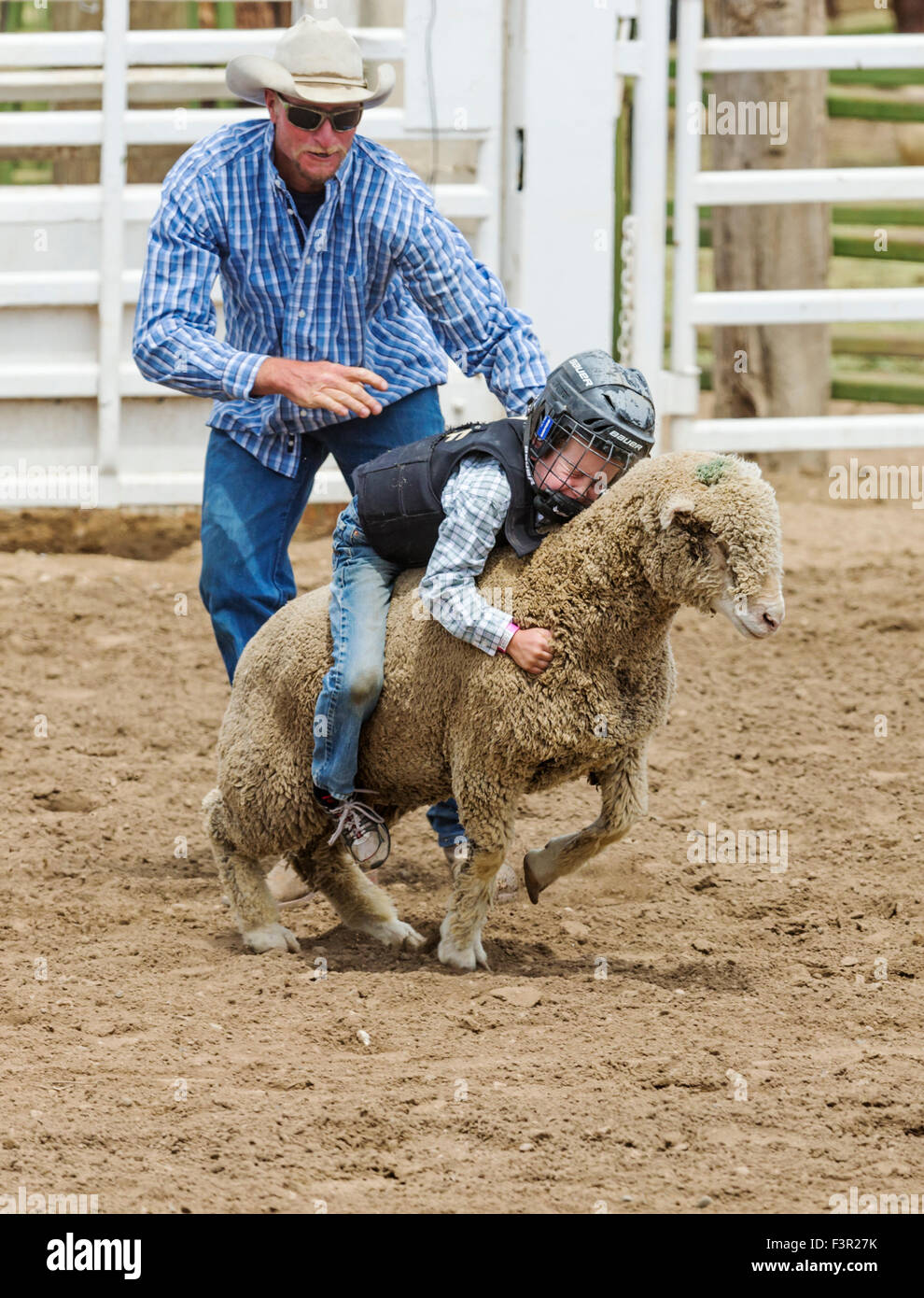 Mutton Busting Cowgirl Riding Sheep High Resolution Stock Photography ...