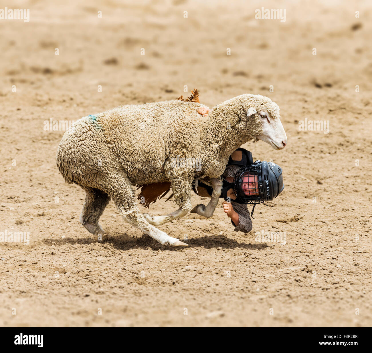 Child competes in sheep riding, mutton bustin', event, Chaffee County