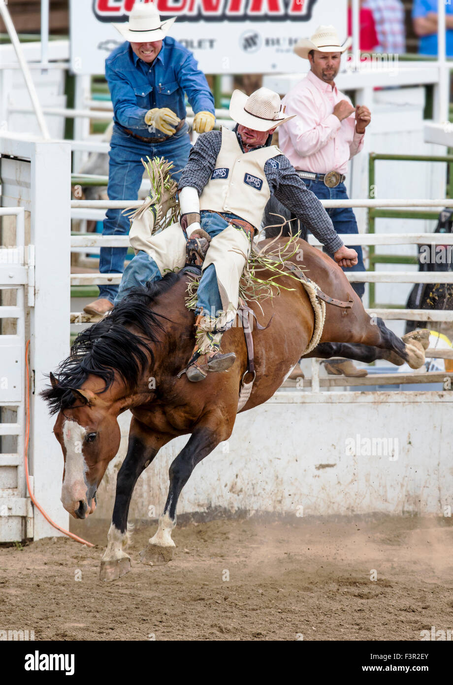 Rodeo cowboy riding a bucking horse, saddle bronc competition, Chaffee