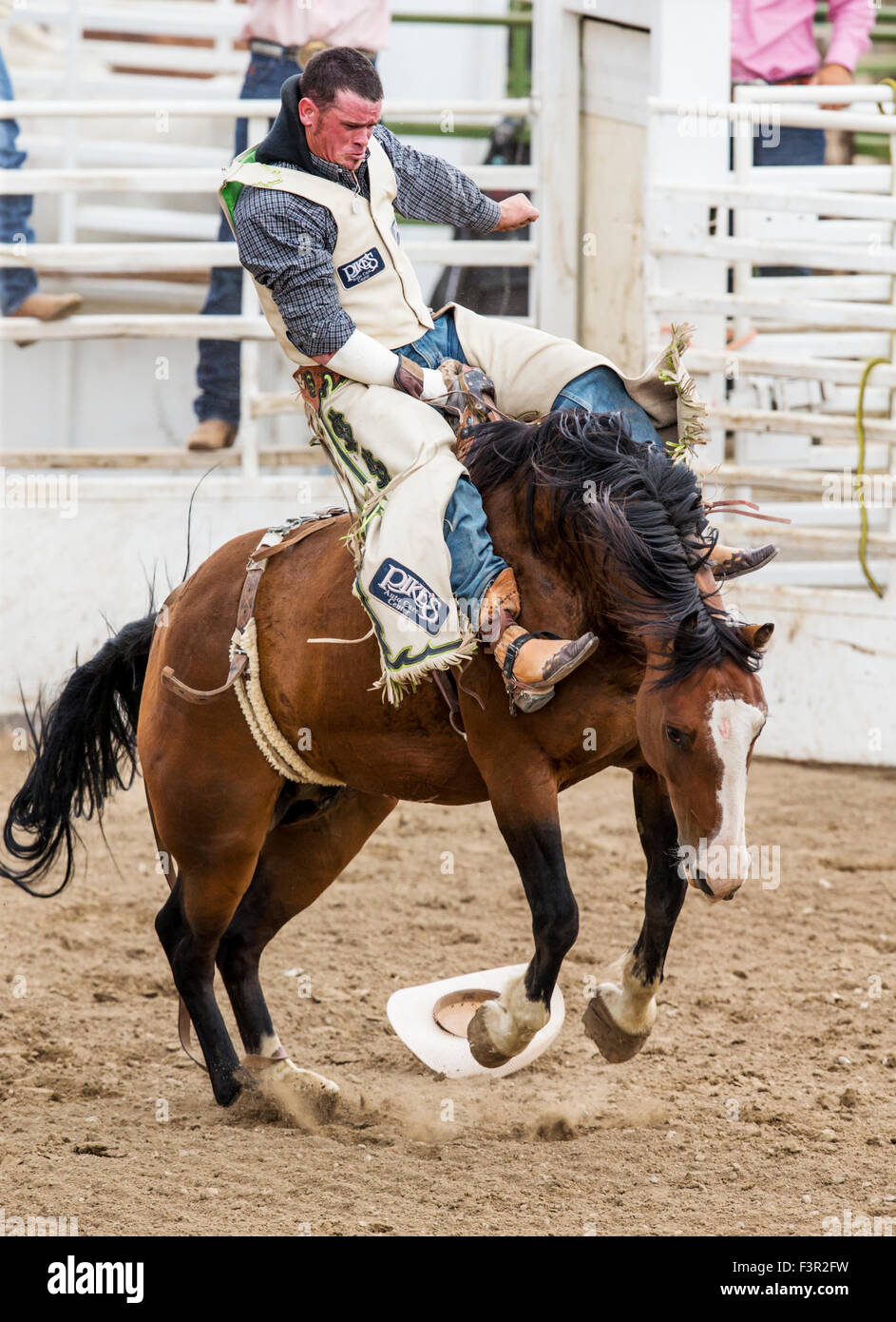 Rodeo cowboy riding a bucking horse, saddle bronc competition, Chaffee County Fair & Rodeo, Salida, Colorado, USA Stock Photo