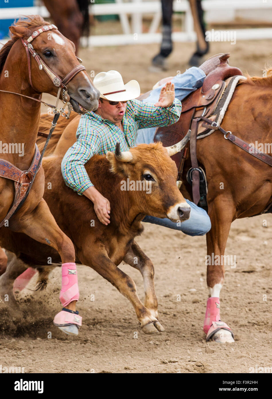 Rodeo cowboys on horseback competing in steer wrestling event, Chaffee County Fair & Rodeo, Salida, Colorado, USA Stock Photo