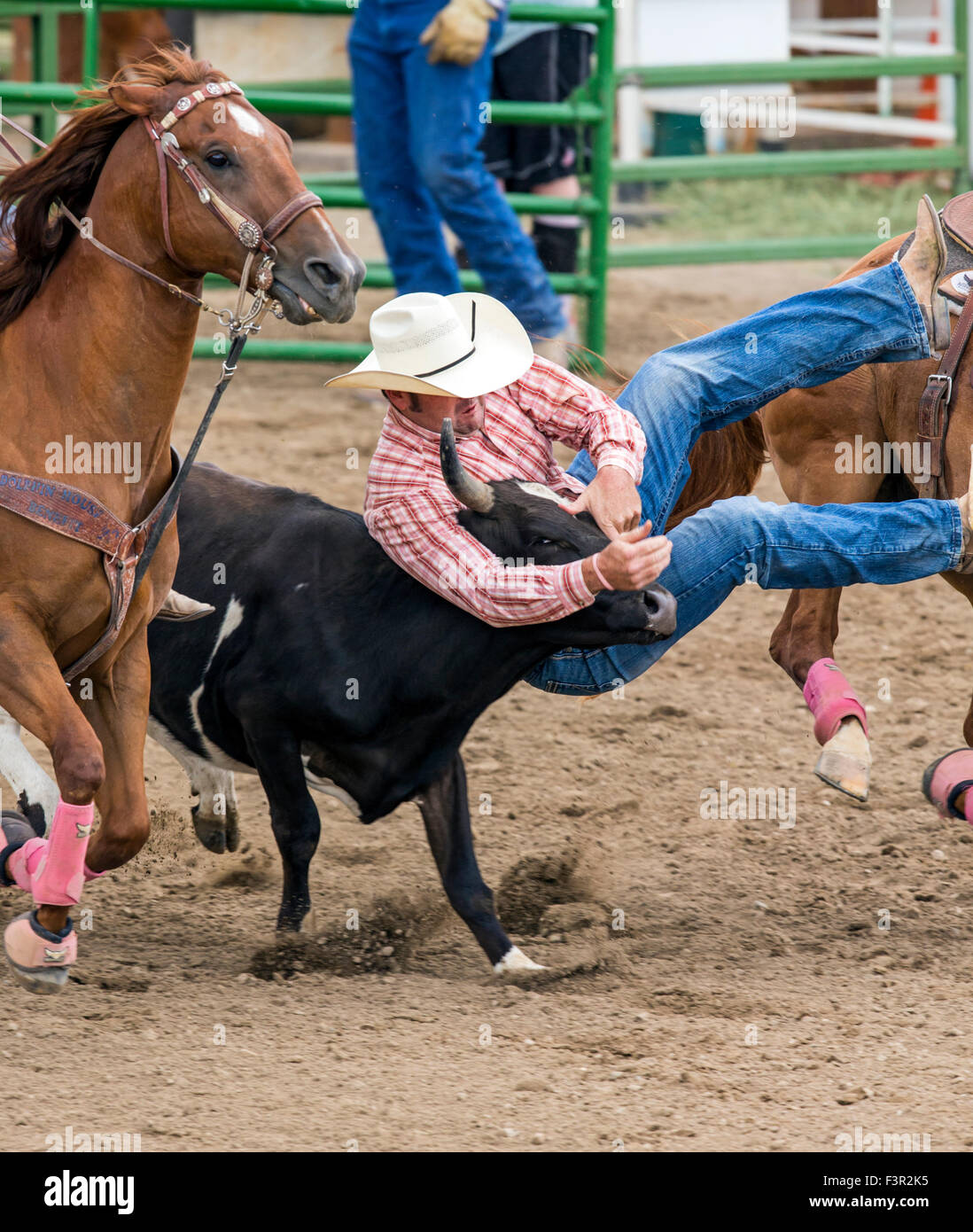 Rodeo cowboys on horseback competing in steer wrestling event, Chaffee County Fair & Rodeo, Salida, Colorado, USA Stock Photo