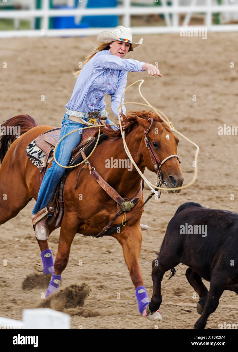 Rodeo cowgirl on horseback competing in calf roping, or tie-down roping event, Chaffee County Fair & Rodeo, Salida, Colorado USA Stock Photo