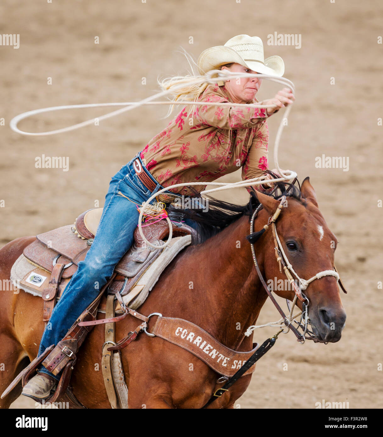 Rodeo cowgirl on horseback competing in calf roping, or tiedown roping