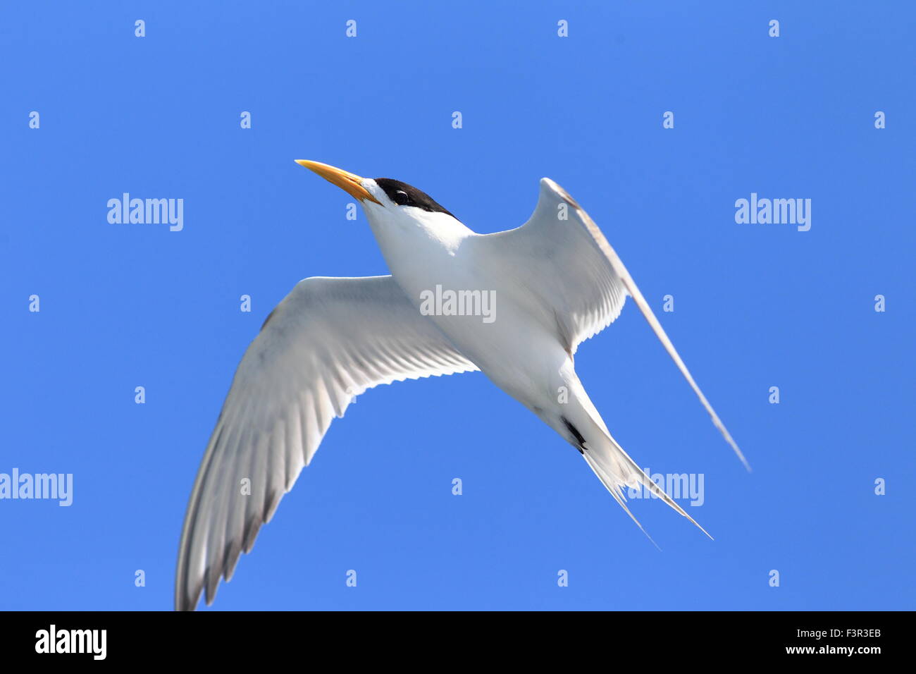 Greater Crested Tern (Sterna bergii) flying in Australia Stock Photo