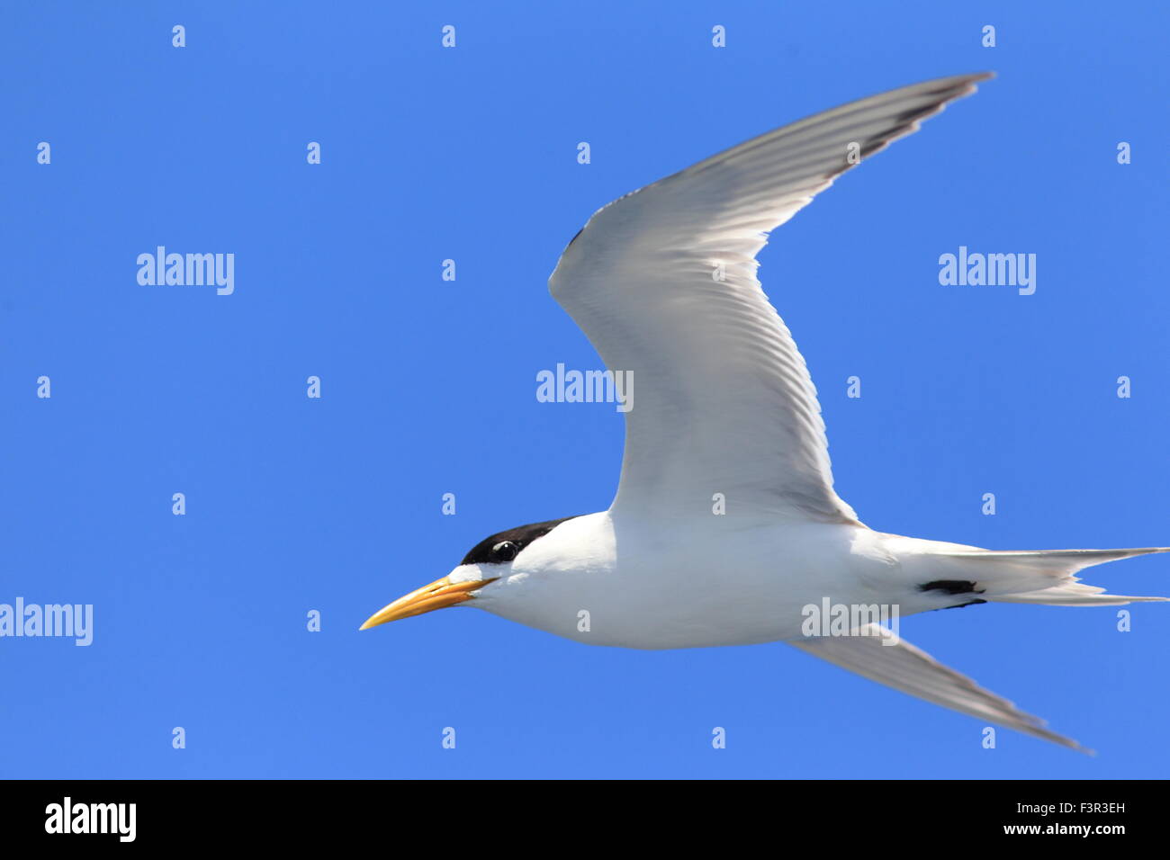 Greater Crested Tern (Sterna bergii) flying in Australia Stock Photo