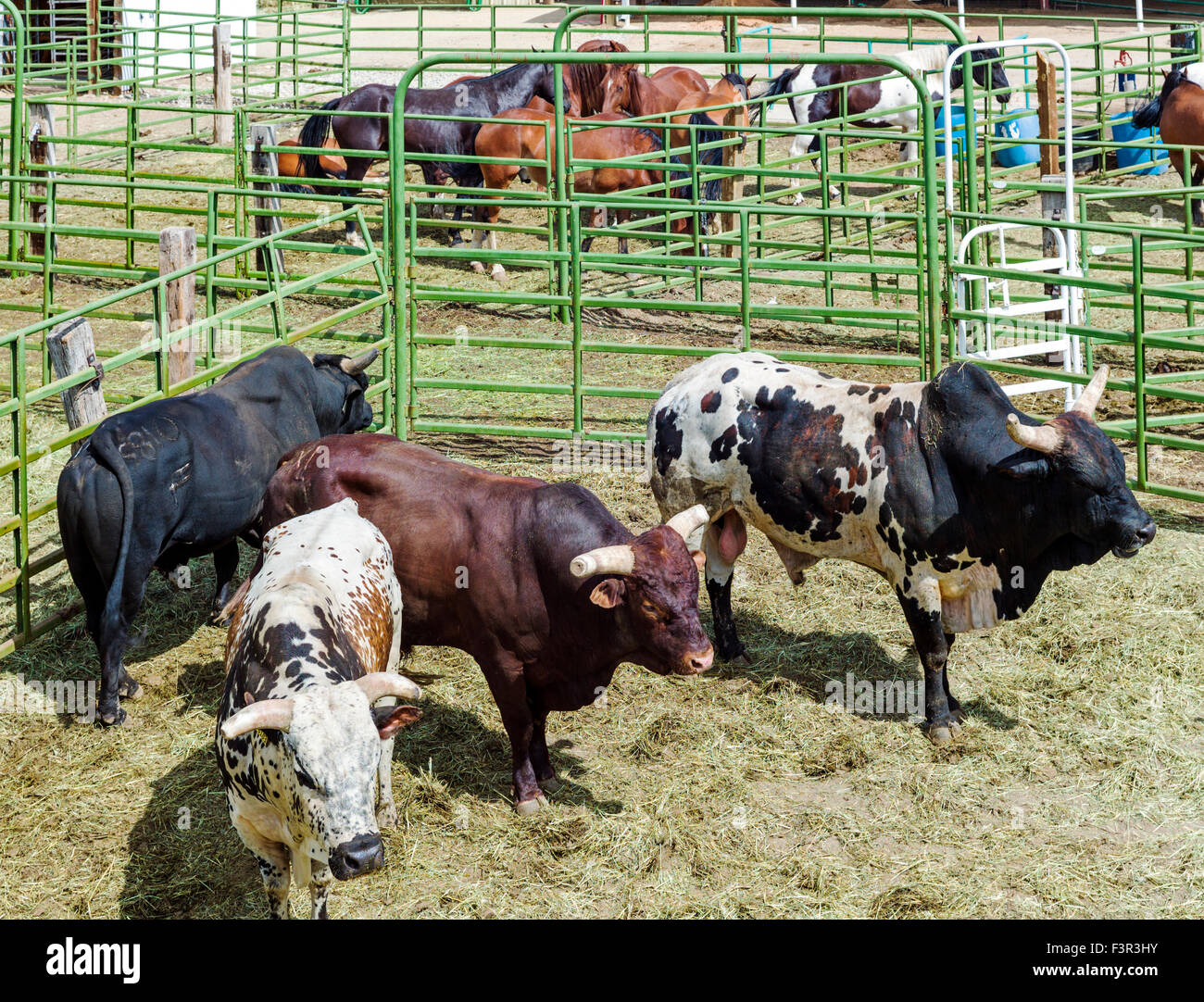 Large bulls in corral, Chaffee County Fair & Rodeo, Salida, Colorado, USA Stock Photo