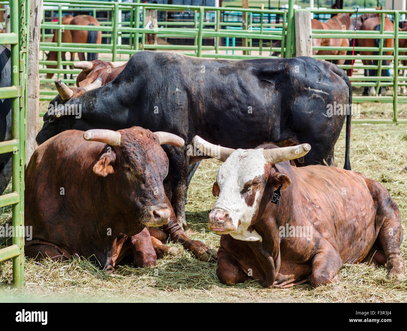Large bulls in corral, Chaffee County Fair & Rodeo, Salida, Colorado, USA Stock Photo