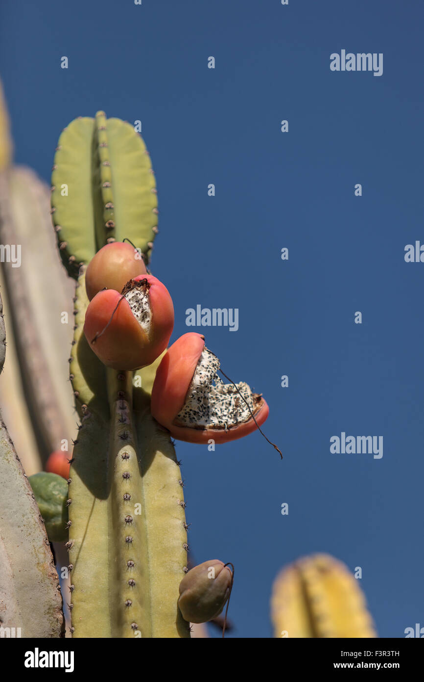 Peruvian apple cactus, Cereus repandus, bears fruit in summer Stock Photo