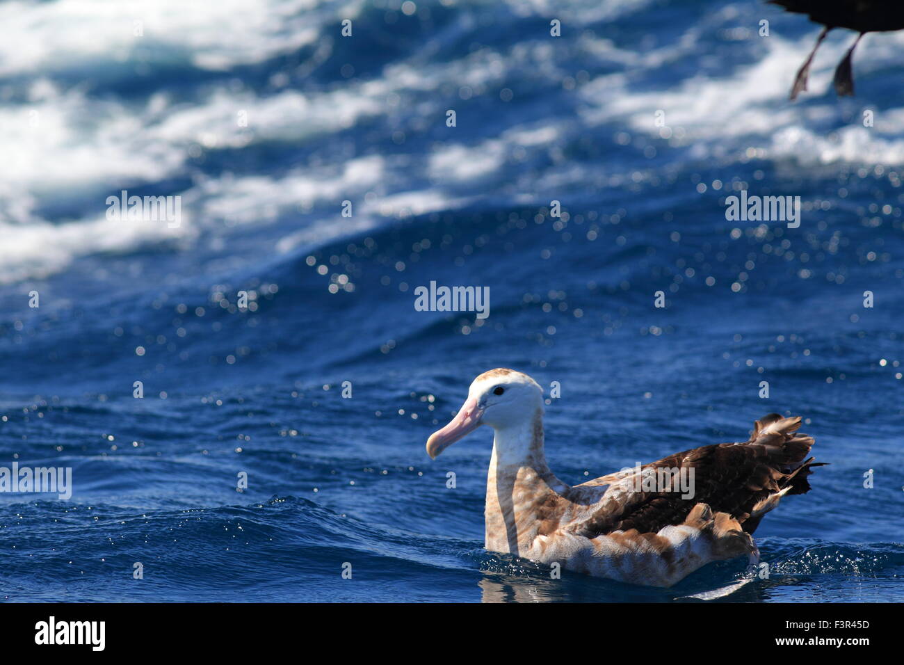 Wandering Albatross (Diomedea exulans gibsoni) at Australia Stock Photo