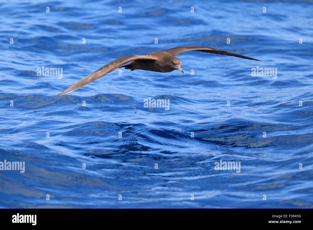Wedge-tailed Shearwater (Procellaria pacifica) in Australia Stock Photo