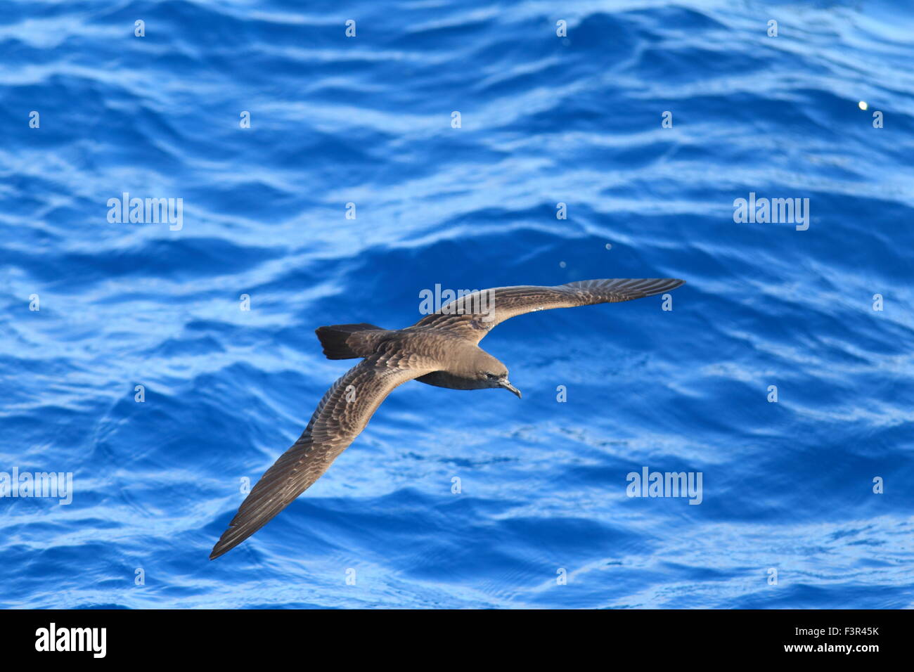 Wedge-tailed Shearwater (Procellaria pacifica) in Australia Stock Photo