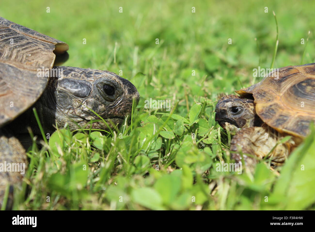 Tortoises facing each other Stock Photo