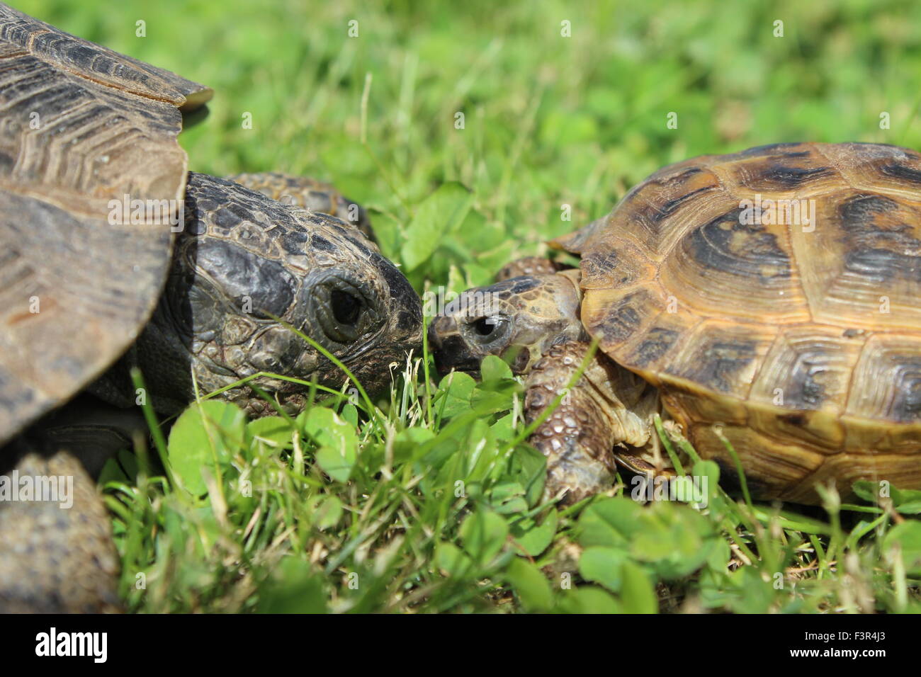 Tortoises tapping each other's nose Stock Photo