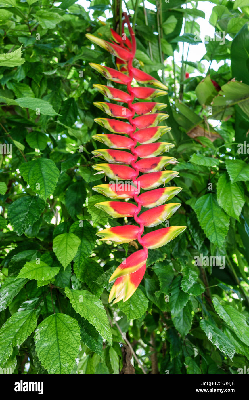 Key West Florida,Keys,Whitehead Street,The Ernest Hemingway Home & Museum,property,Heliconia rostrata inflorescence,Hanging Lobster Claw,False Bird of Stock Photo