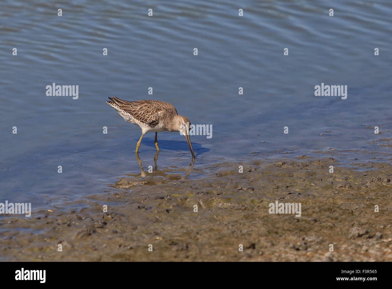 Lesser yellow legs, Tringa flavipes, shorebird forages for food in a marsh Stock Photo