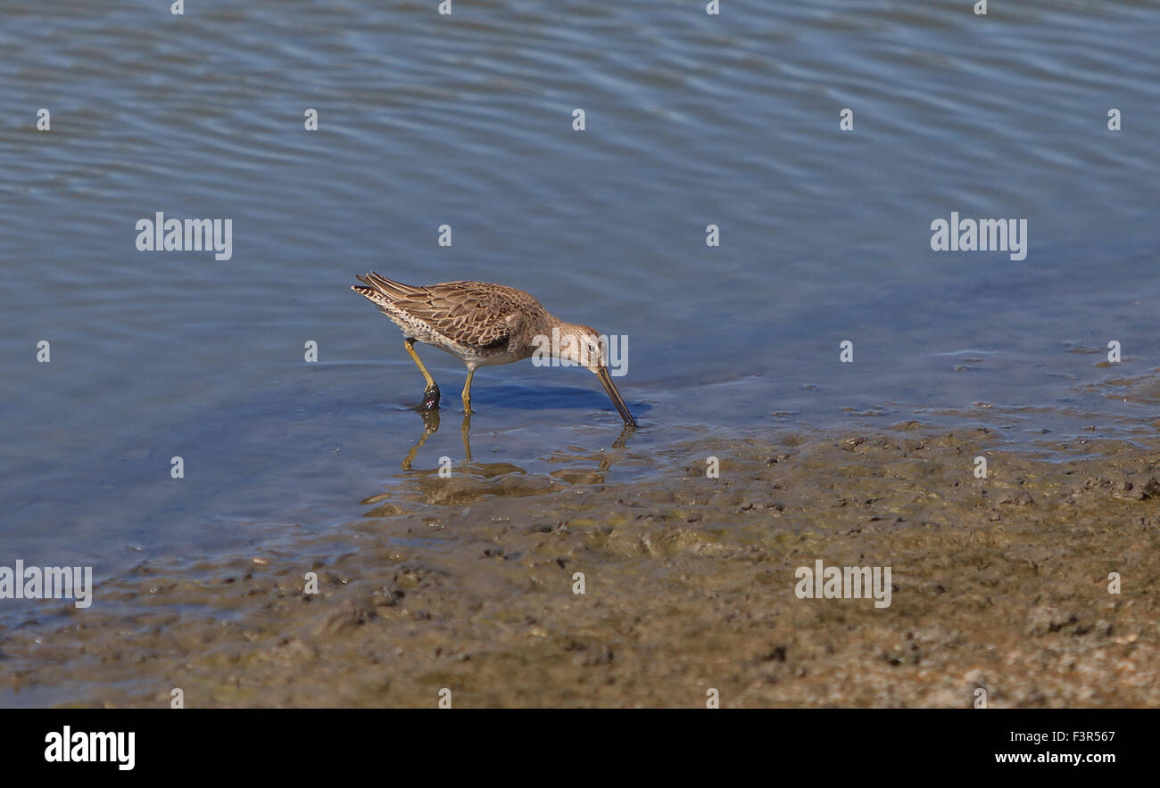 Lesser yellow legs, Tringa flavipes, shorebird forages for food in a marsh Stock Photo