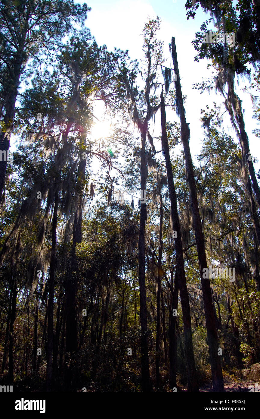 Okefenokee swamp bird hi-res stock photography and images - Alamy