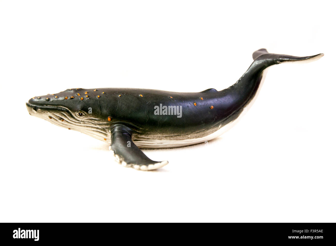 Humpback Whale Stock Photo