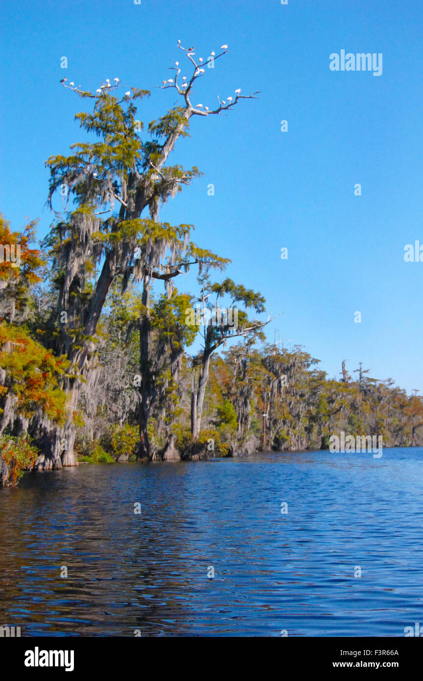 Okefenokee swamp bird hi-res stock photography and images - Alamy