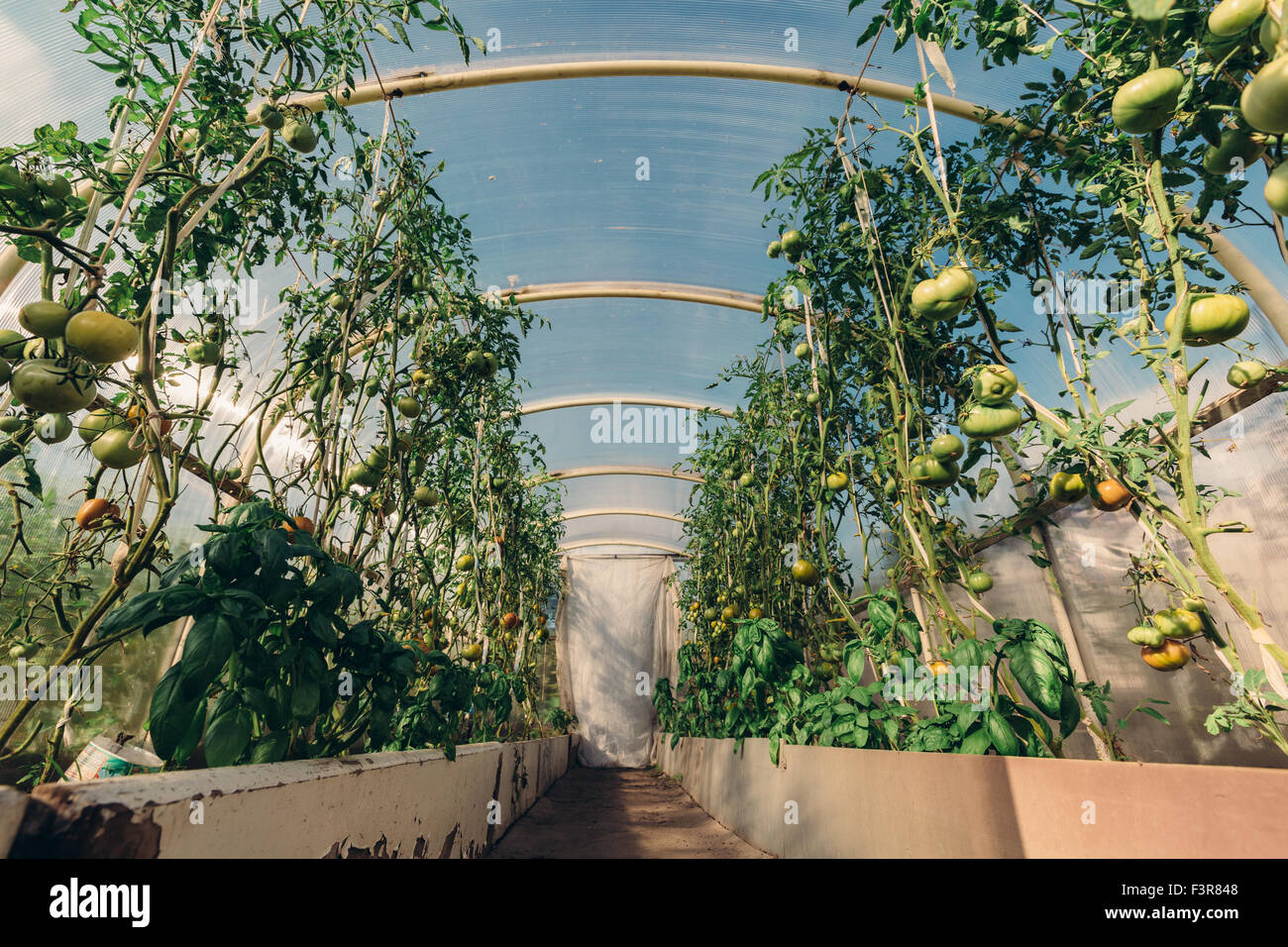 Green tomatoes in the greenhouse Stock Photo - Alamy