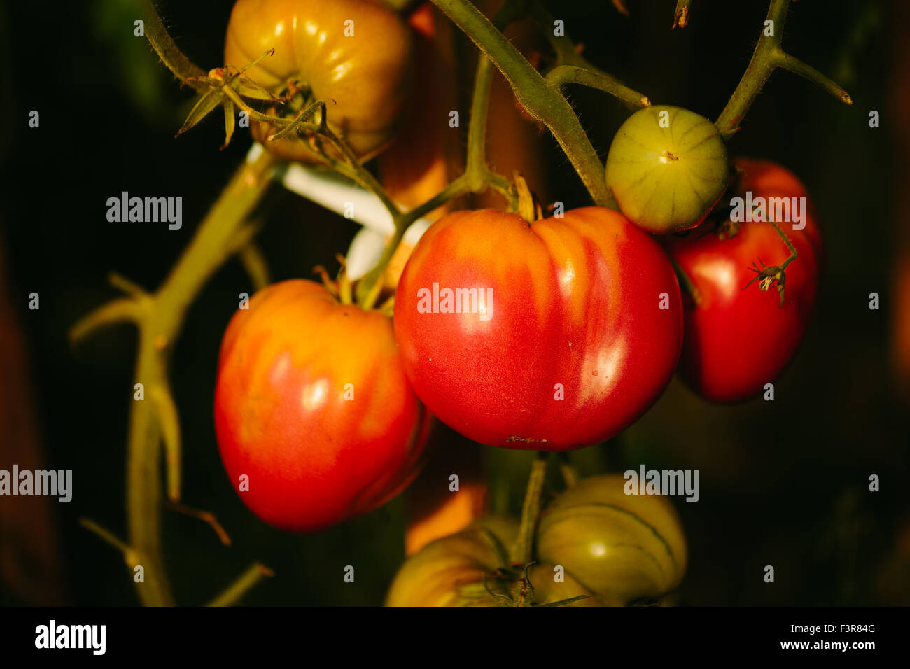 Red and green tomatoes in the greenhouse Stock Photo - Alamy