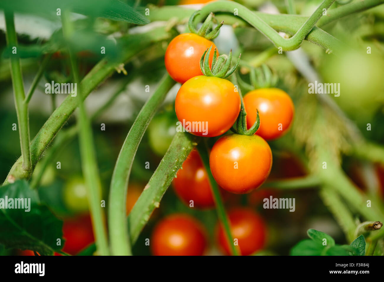 Red and green tomatoes in the greenhouse Stock Photo - Alamy