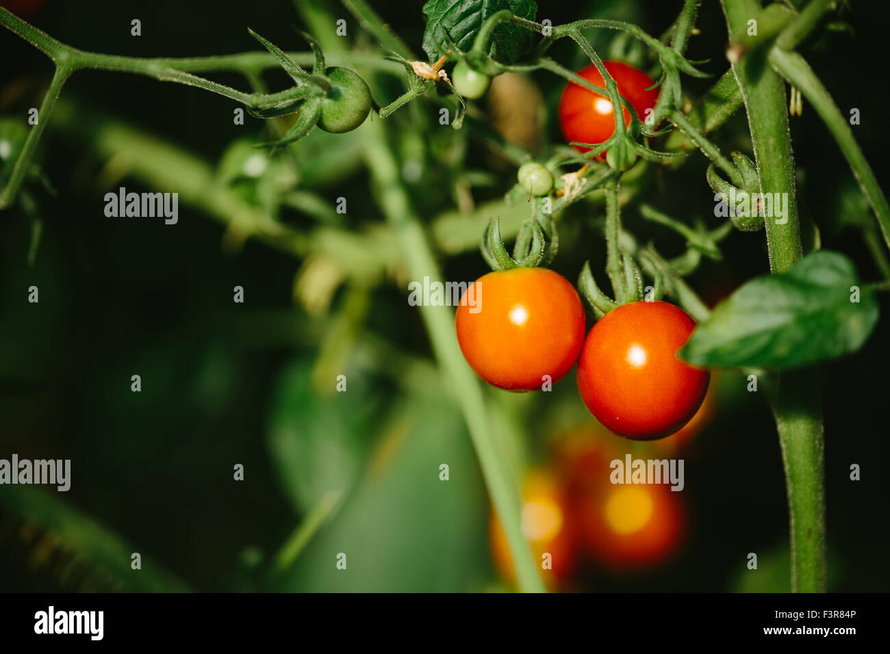 Red and green tomatoes in the greenhouse Stock Photo - Alamy
