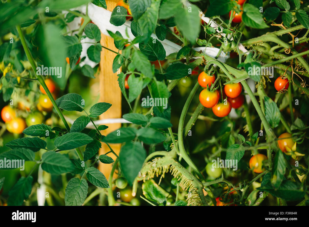 Red and green tomatoes in the greenhouse Stock Photo - Alamy