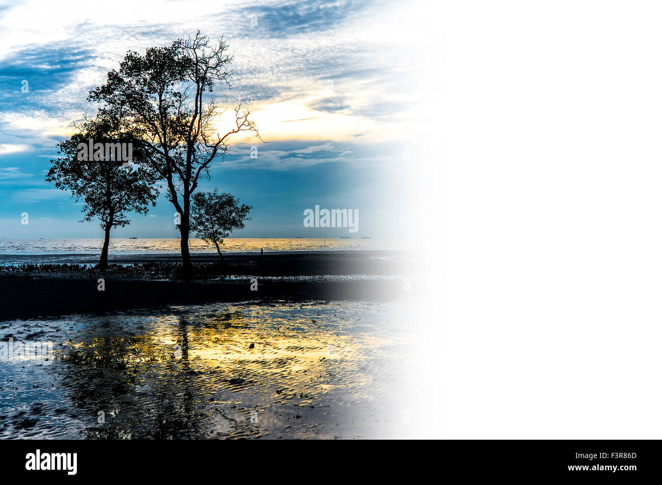 Tree silhouette with orange sunset reflection Stock Photo - Alamy